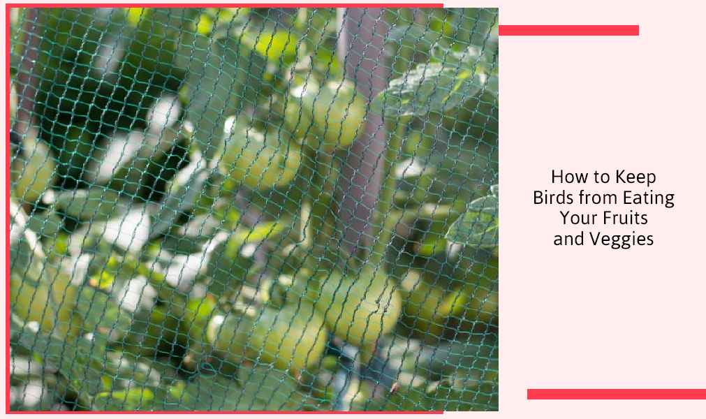 How To Keep Birds From Eating Your Fruits and Veggies