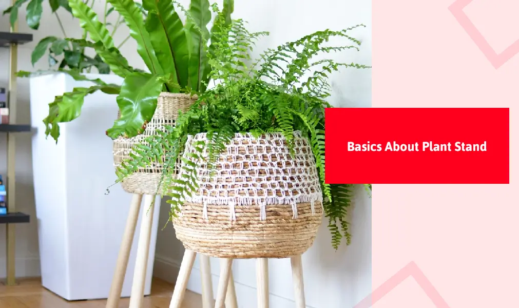 Basics About Plant Stand