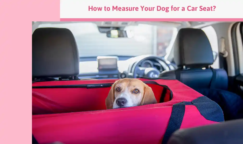 How To Measure Your Dog For A Car Seat