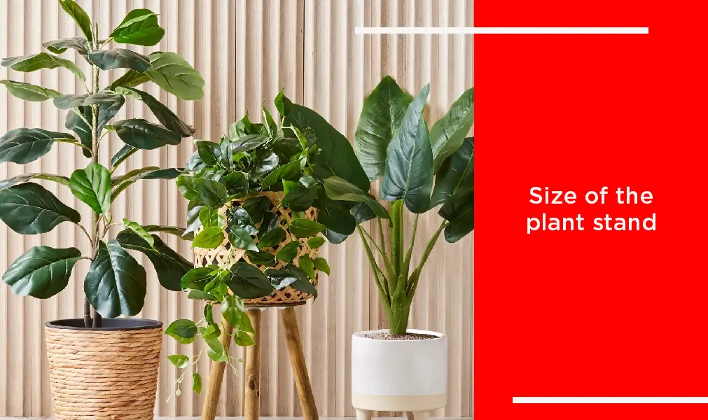 Size of The Plant Stand