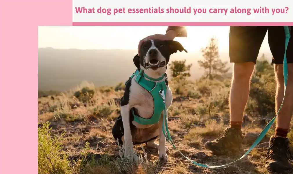 What Dog Pet Essentials Should You Carry Along With You