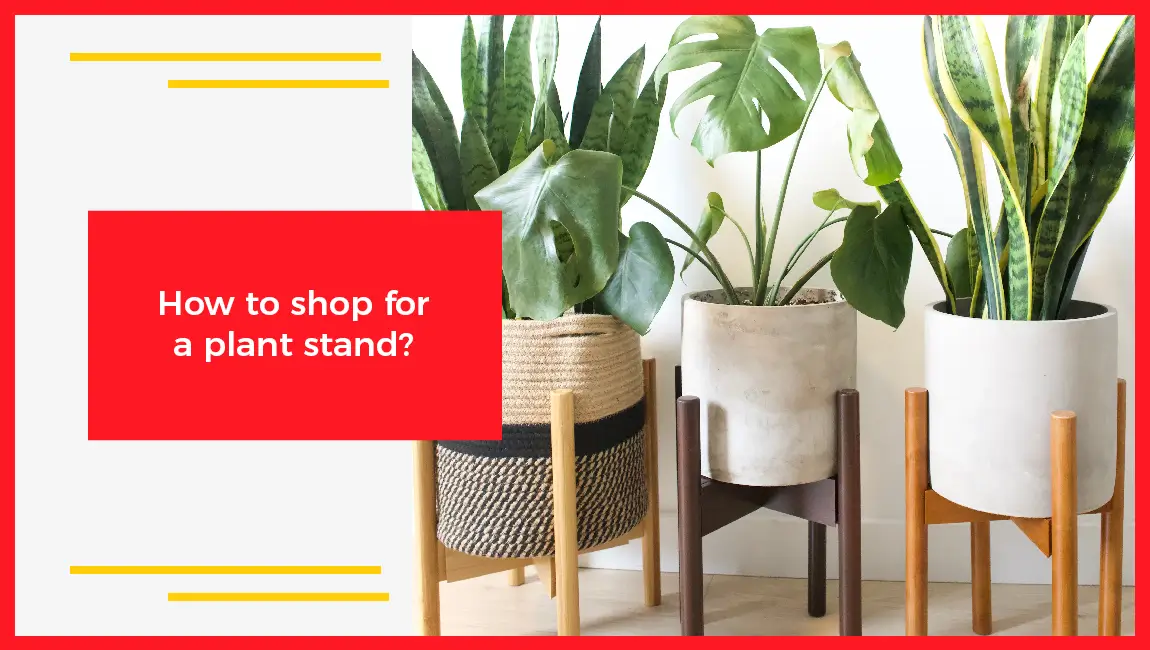 How to shop for a plant stand