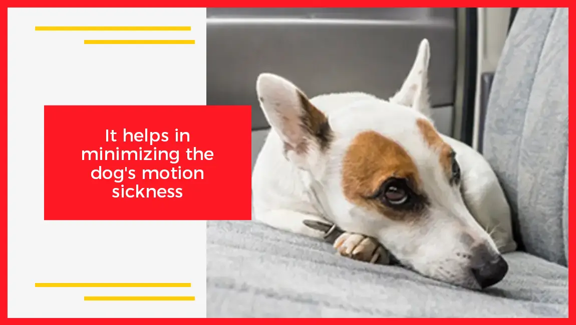 It Helps in Minimizing The Dog's Motion Sickness