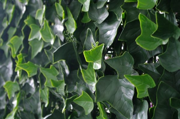 Ivy Leaf Screens / Panels UV Stabilised 1m X 1m