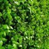 Deluxe Buxus Panels UV Stabilised 1m X 1m