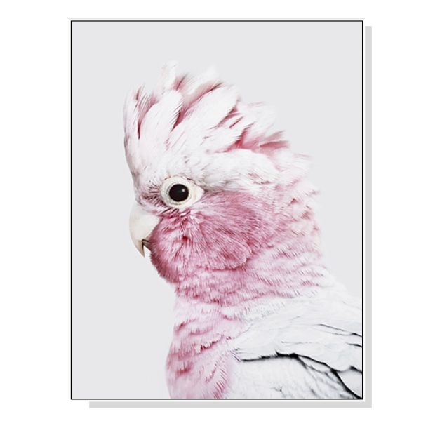 Pink Galah White Frame Canvas Wall Art – 50×70 cm