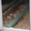 Green Large Chicken Coop Rabbit Hutch Ferret Guinea Pig Cage Hen Chook Cat Kitten House