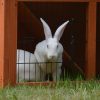 Double Storey Rabbit Hutch Guinea Pig Cage , Ferret cage W Pull Out Tray