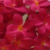 1 Set of 20 LED Deep Red Frangipani Flower Battery String Lights Christmas Gift Home Wedding Party Decoration Outdoor Table Garland Wreath