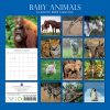 Baby Animals – 2024 Square Wall Calendar Pets Animals 16 Months Premium Planner