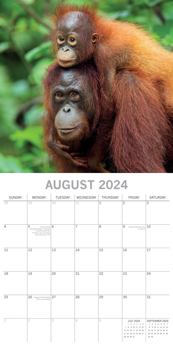 Baby Animals – 2024 Square Wall Calendar Pets Animals 16 Months Premium Planner