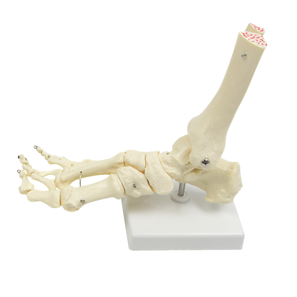 Life Size Foot Joint Anatomical Model Skeleton