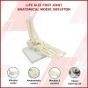 Life Size Foot Joint Anatomical Model Skeleton