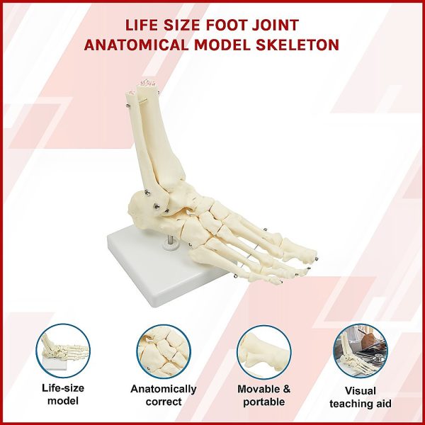 Life Size Foot Joint Anatomical Model Skeleton