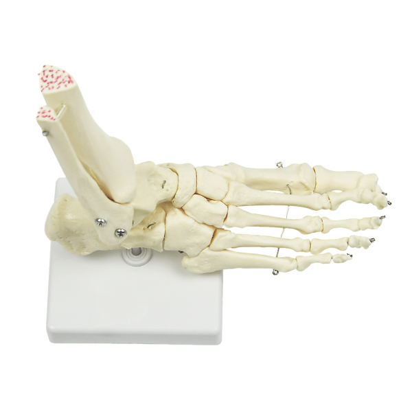 Life Size Foot Joint Anatomical Model Skeleton