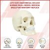 Life Size Anatomical Deluxe Human Skull Model Medical Skeleton Anatomy Replica