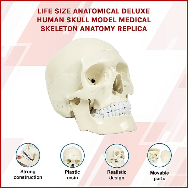 Life Size Anatomical Deluxe Human Skull Model Medical Skeleton Anatomy Replica