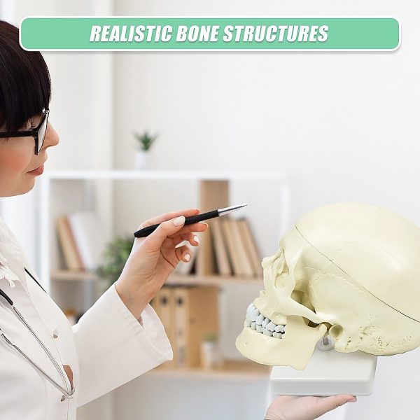 Life Size Anatomical Deluxe Human Skull Model Medical Skeleton Anatomy Replica