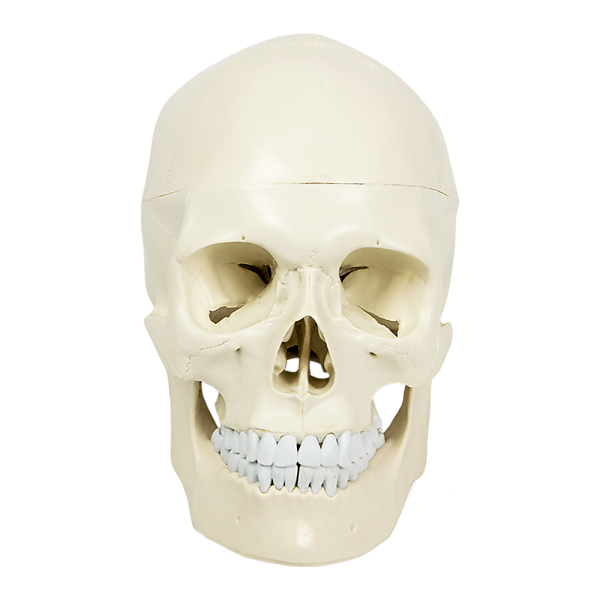 Life Size Anatomical Deluxe Human Skull Model Medical Skeleton Anatomy Replica