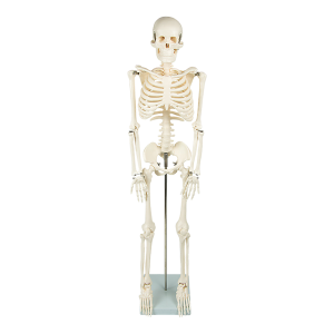 Anatomical 85cm Tall Human Skeleton with Stand Model - Medical Anatomy