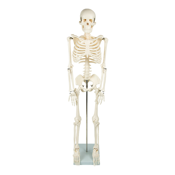 Anatomical 85cm Tall Human Skeleton with Stand Model – Medical Anatomy