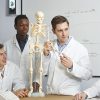 Anatomical 85cm Tall Human Skeleton with Stand Model – Medical Anatomy