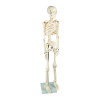 Anatomical 85cm Tall Human Skeleton with Stand Model – Medical Anatomy