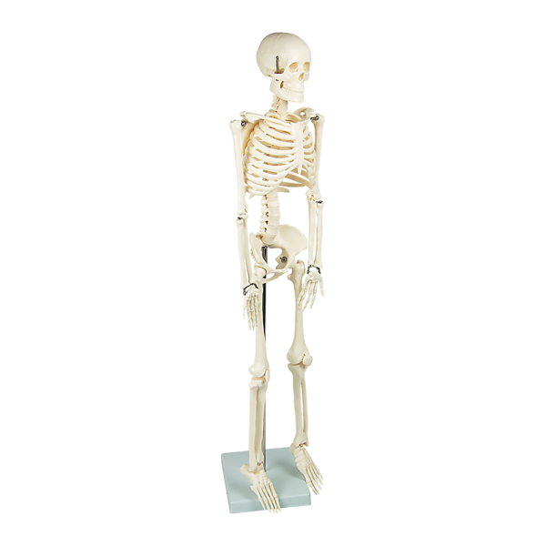 Anatomical 85cm Tall Human Skeleton with Stand Model – Medical Anatomy