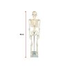 Anatomical 85cm Tall Human Skeleton with Stand Model – Medical Anatomy