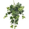 Mixed Green and White Tipped Ivy Bush 100cm