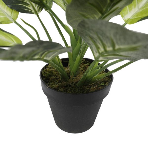 Leopard Lily (Dieffenbachia) with Pot 40cm