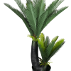 Multi Trunk Sago Cycad 130cm