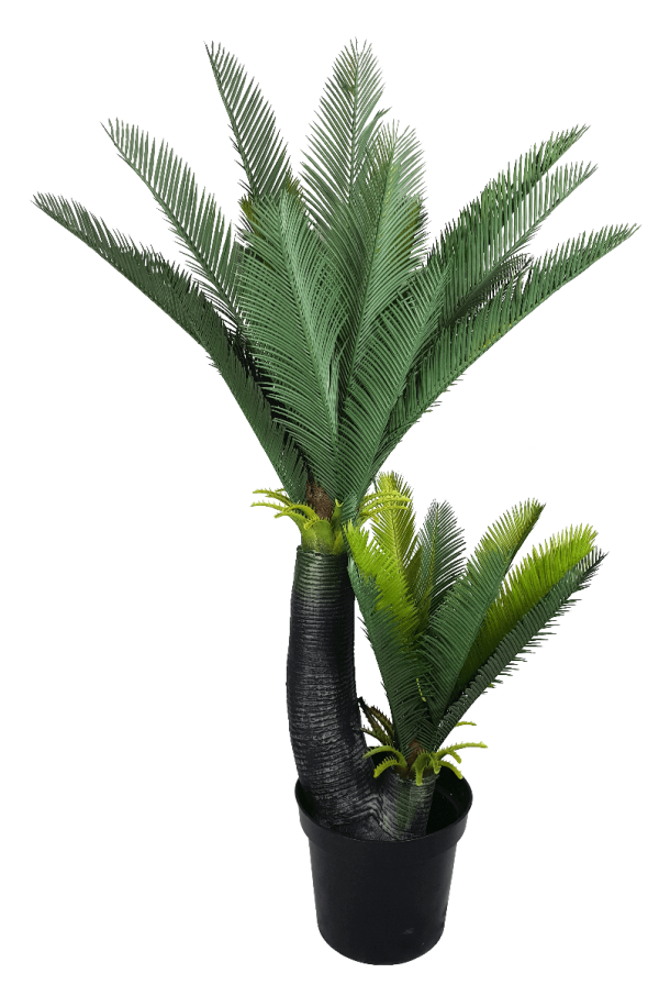 Multi Trunk Sago Cycad 130cm