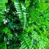 WILD TROPICS UV STABILISED 1m x 1m