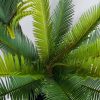 Multi Trunk Sago Cycad 130cm